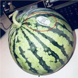 在哪里看网红吃瓜视频,热门平台精彩瞬间大盘点